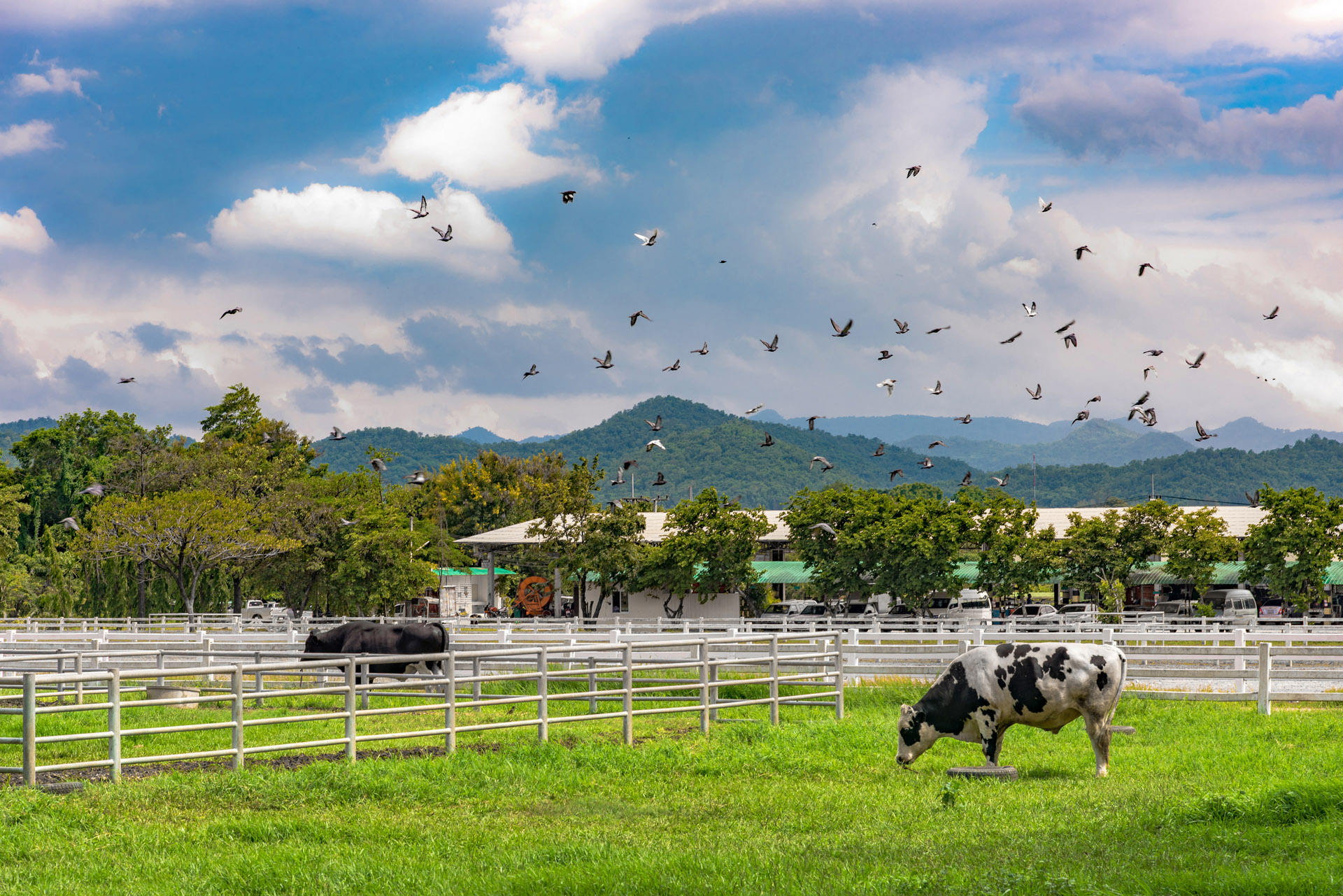 rising bird flocks over a cow pasture in khao yai thailand