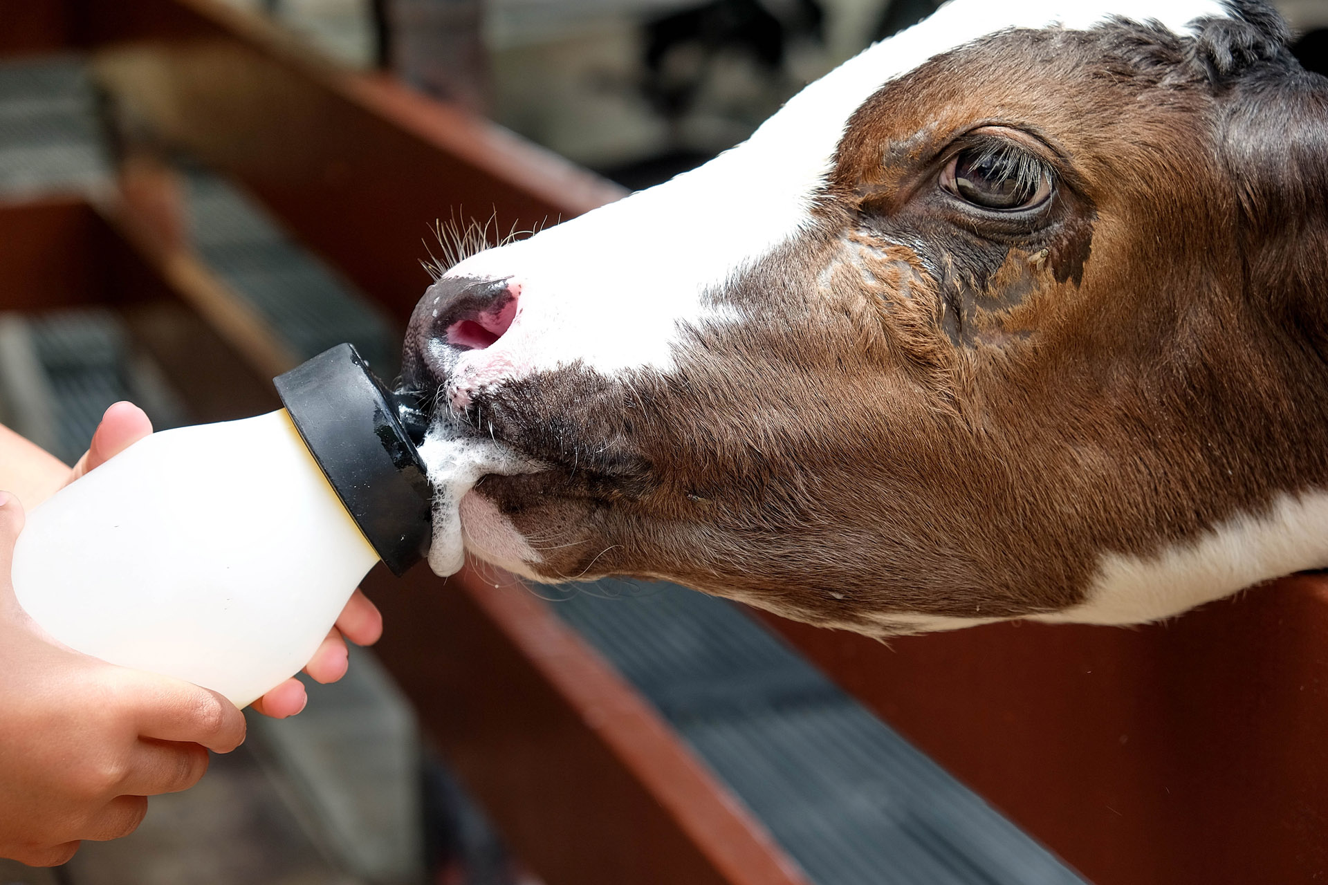 bottlefeeding a baby cow through a fence
