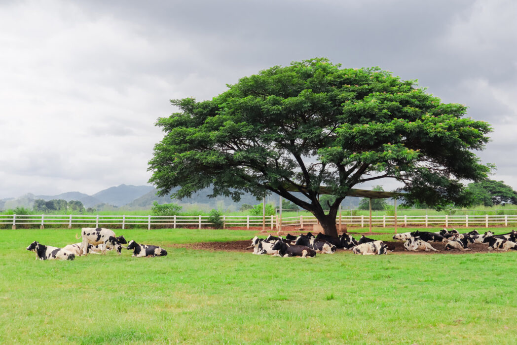 วัวใต้ต้นไม้ที่ฟาร์มโชคชัย เขาใหญ่ ประเทศไทย