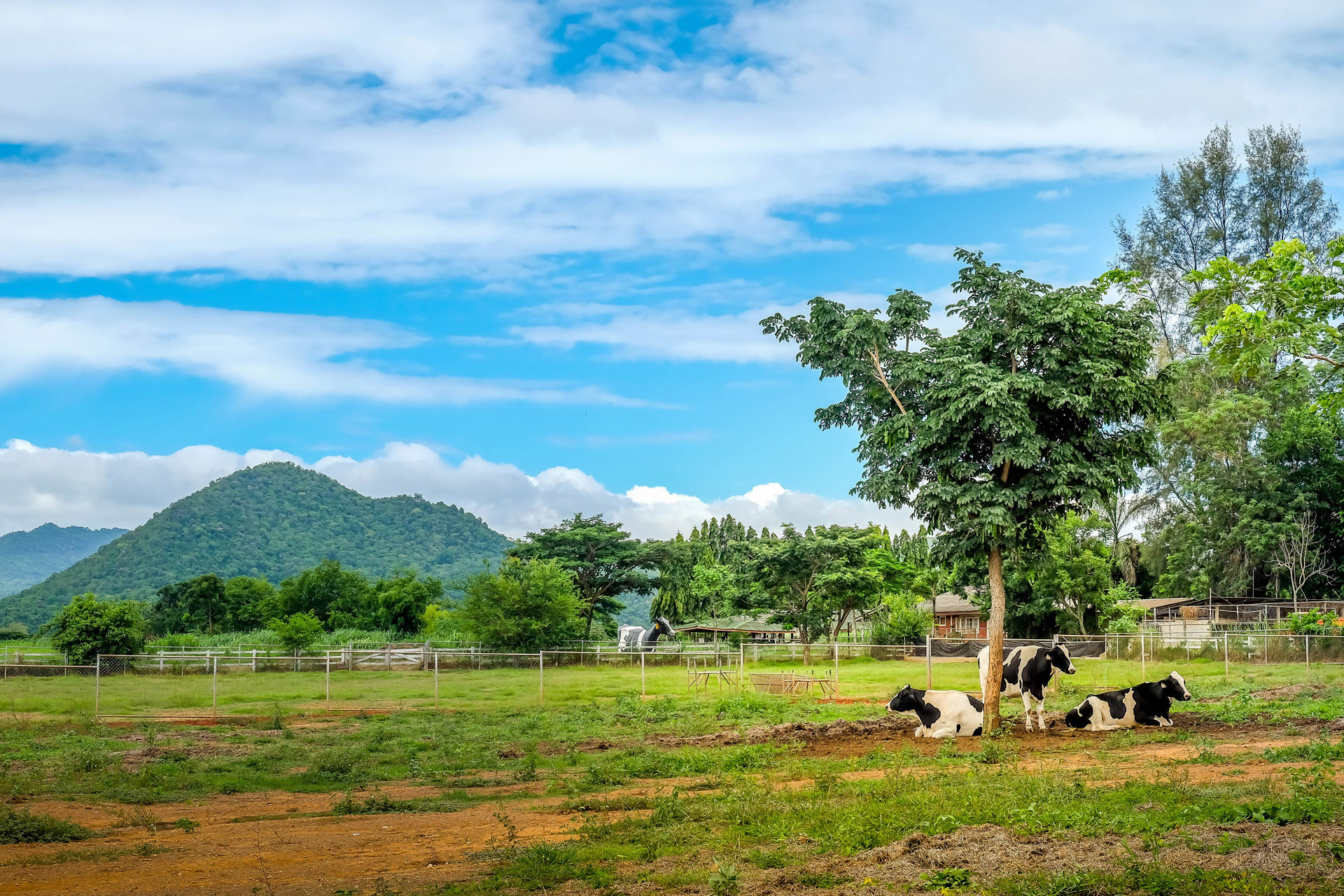 three cows resting beneath a tree khao yai thailand