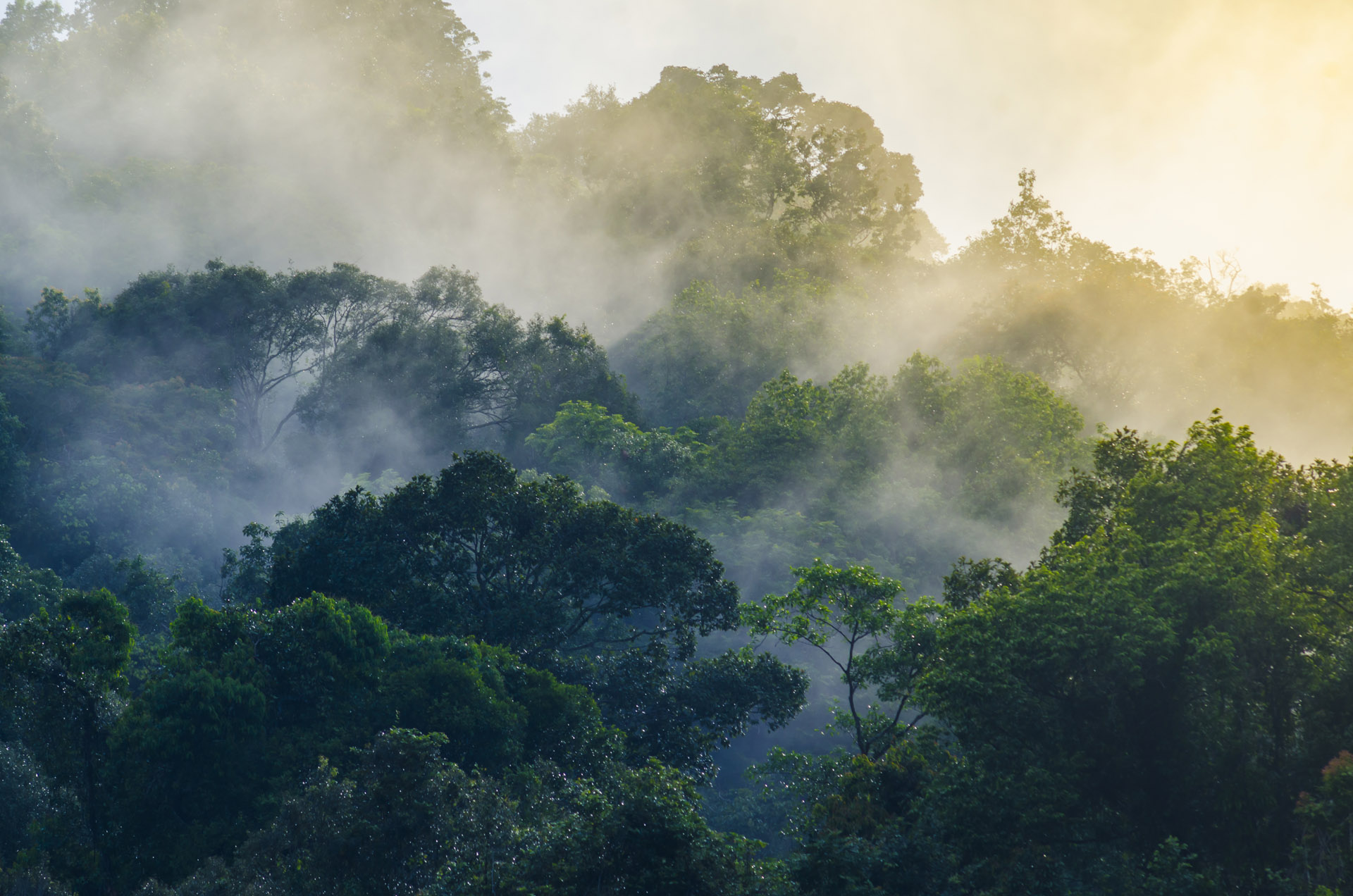 golden mists in the treetops at khao yai national park thailand