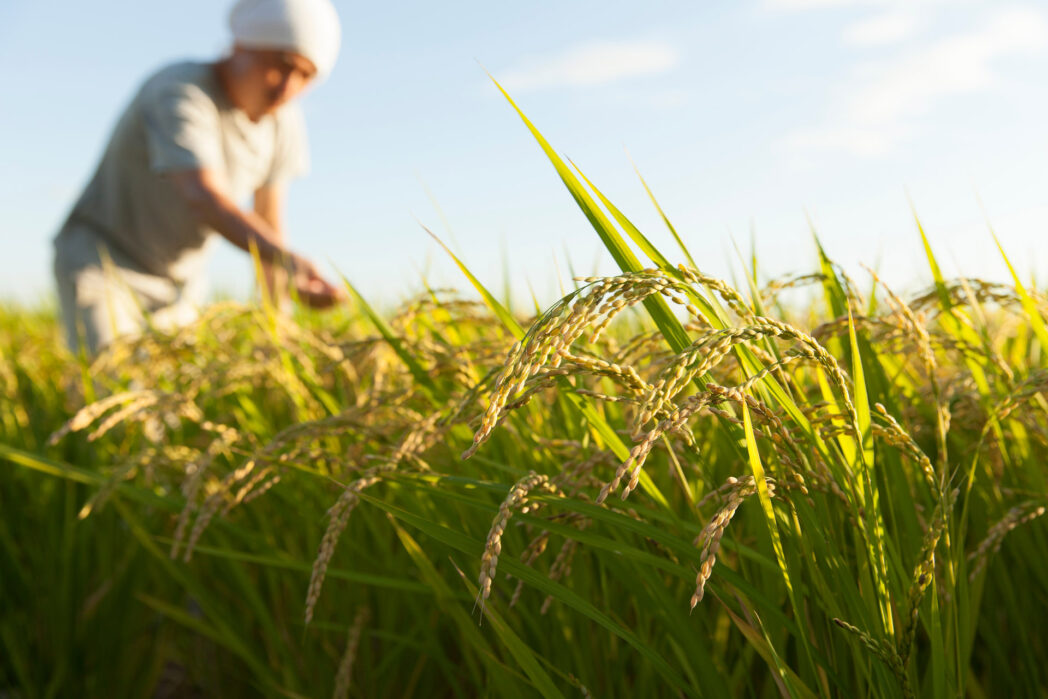 farmer harvesting a rice crop