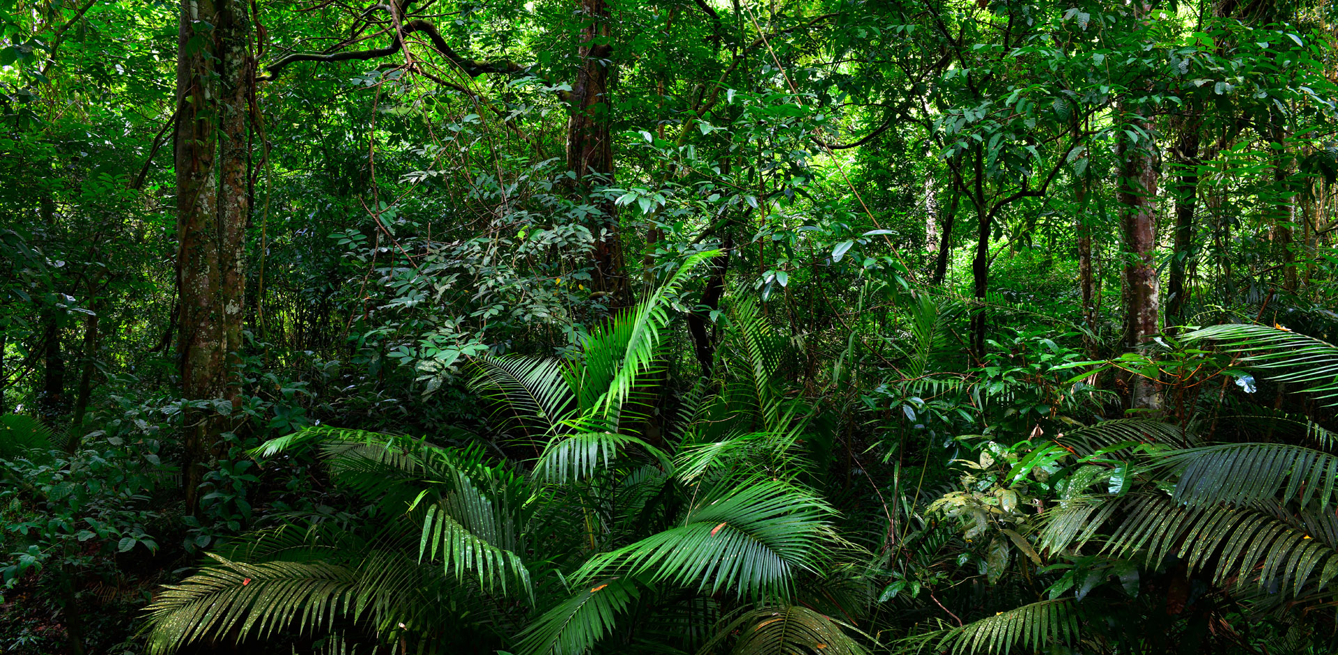 ferns in a green tropical rainforest