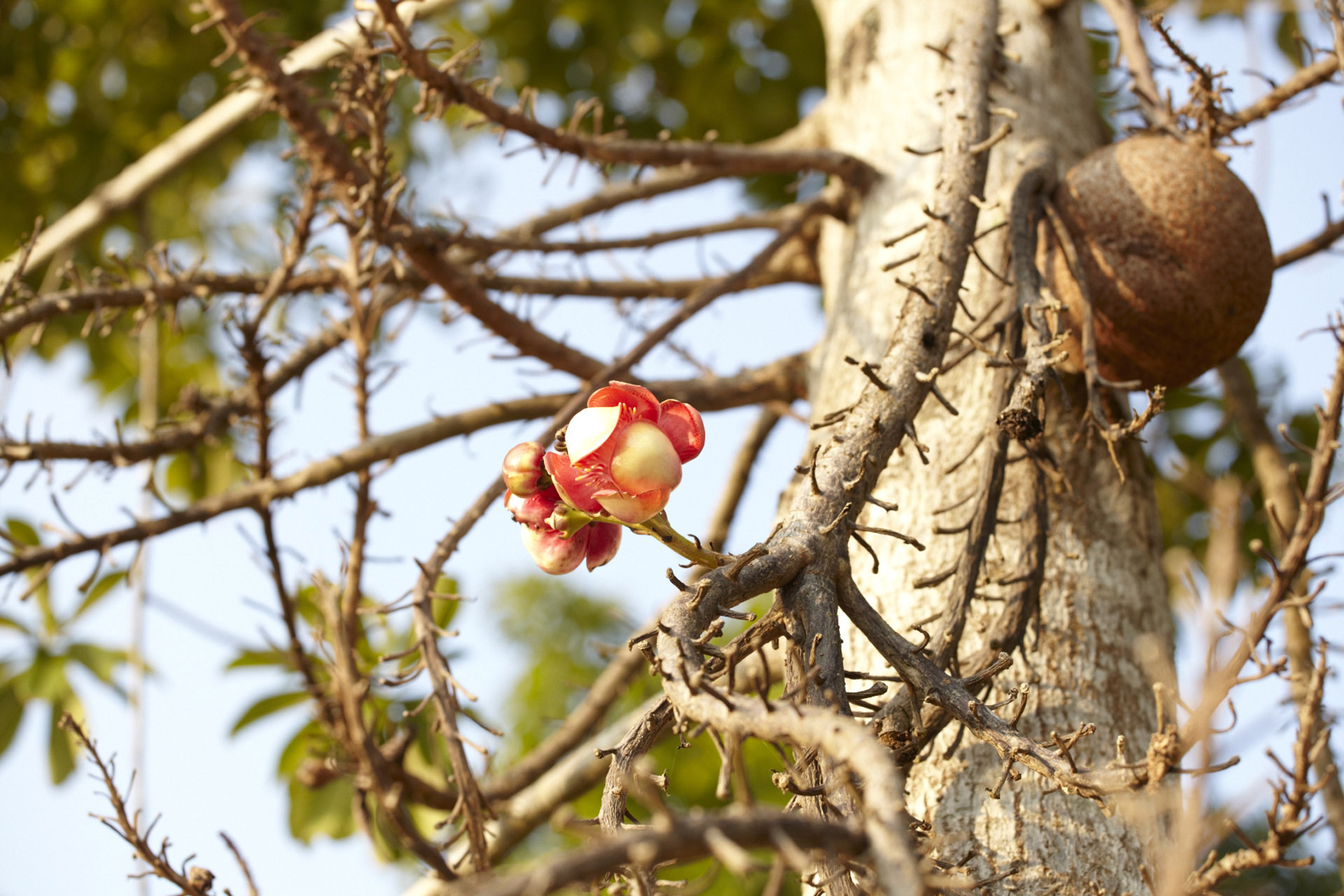 flowering brown tropical tree
