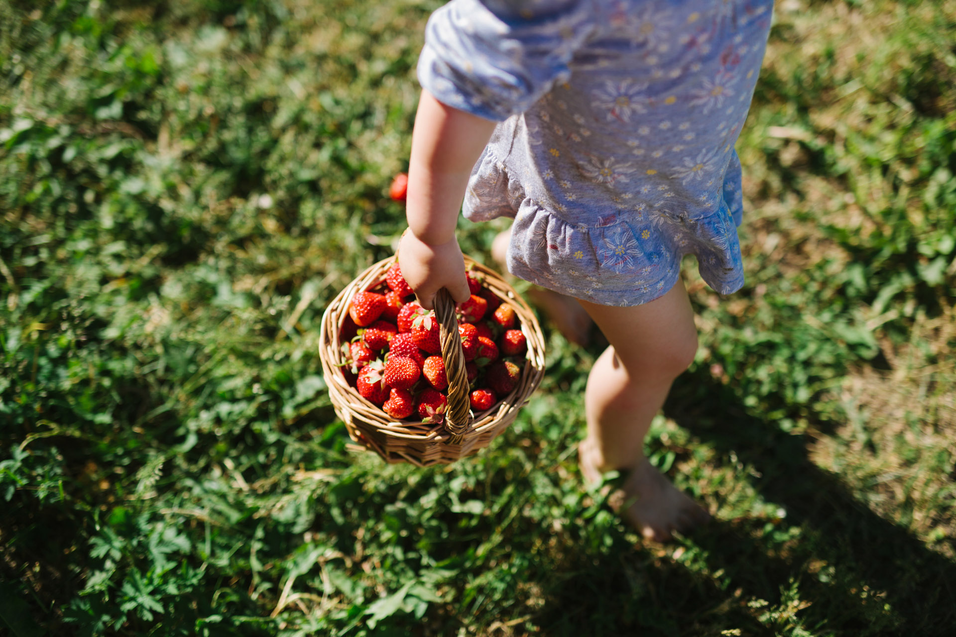 a kid's basket of fresh picked strawberries