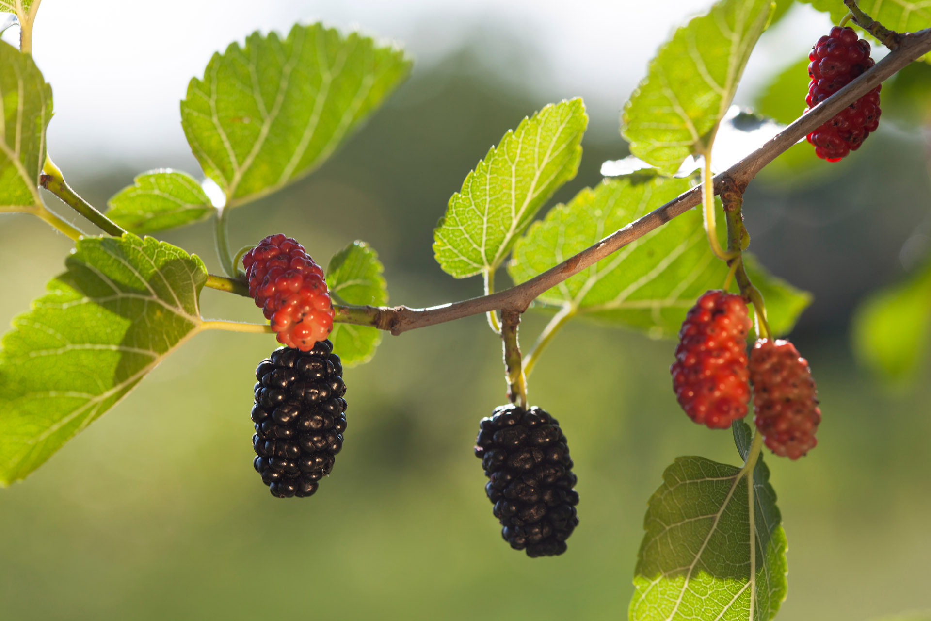 purple and red mulberries on a branch in the sun