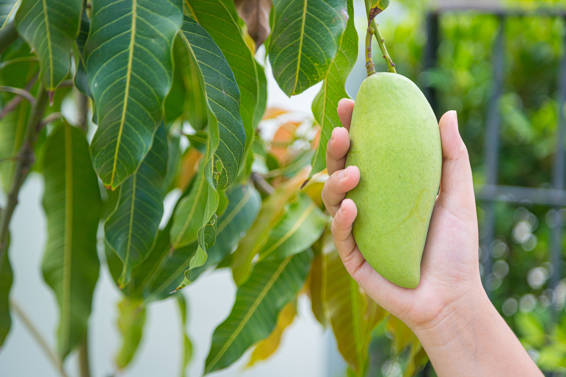 plucking a mango from a tree at nam dok mai khao yai thailand