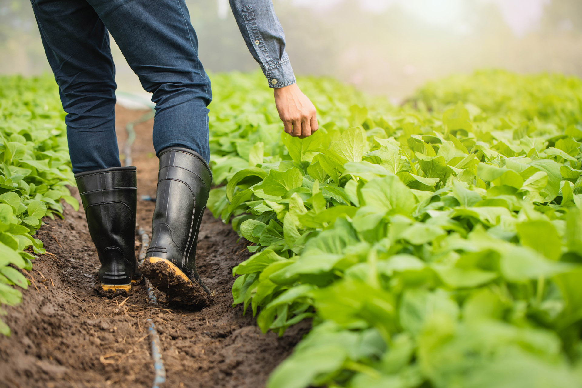 a farmer in rubber boots walking in a row of growing vegetables