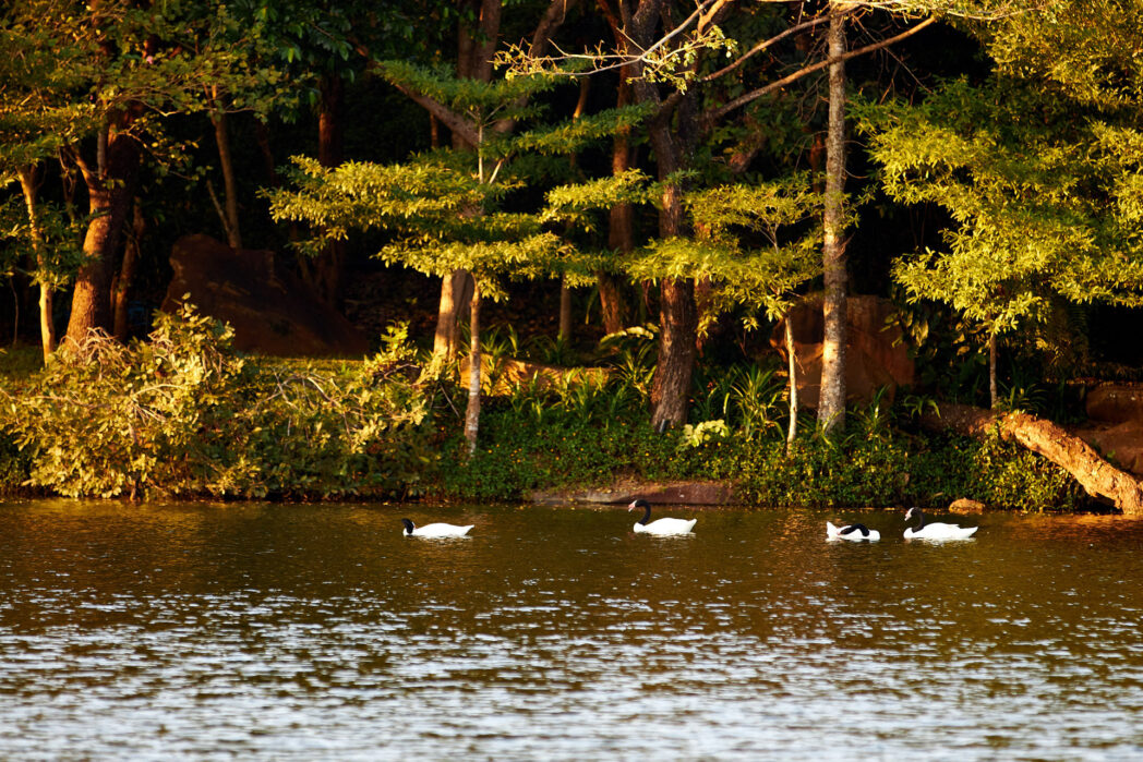four white swans swimming at swan lake khao yai thailand
