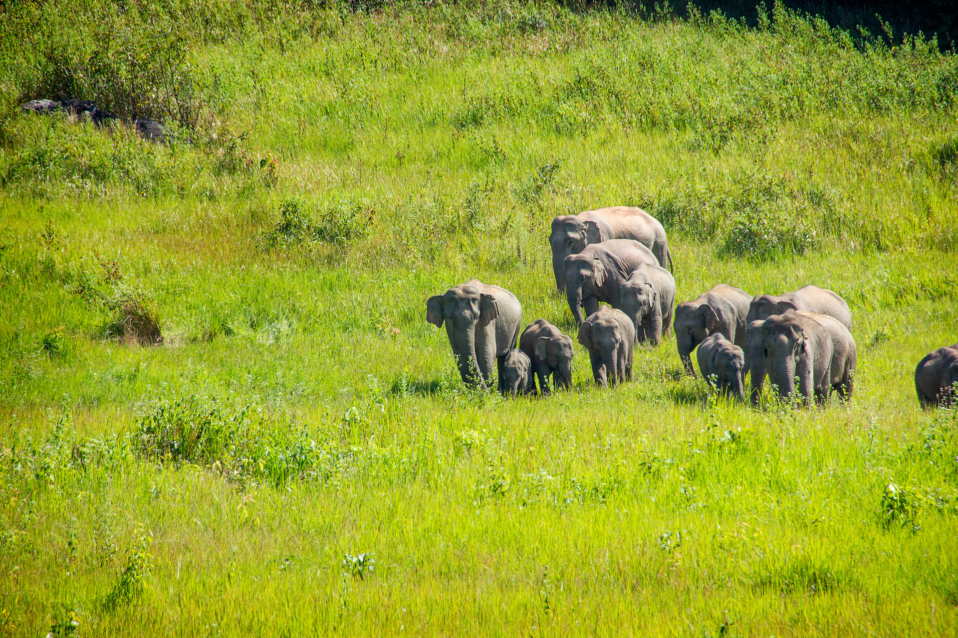 ten elephants in a field in khao yai thailand