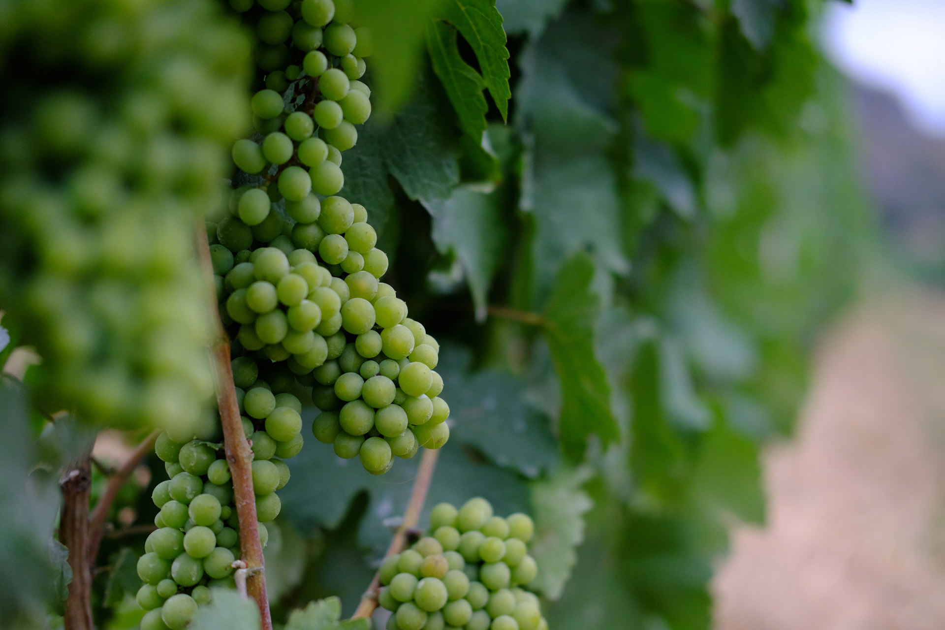 thick green grape clusters in a vineyard
