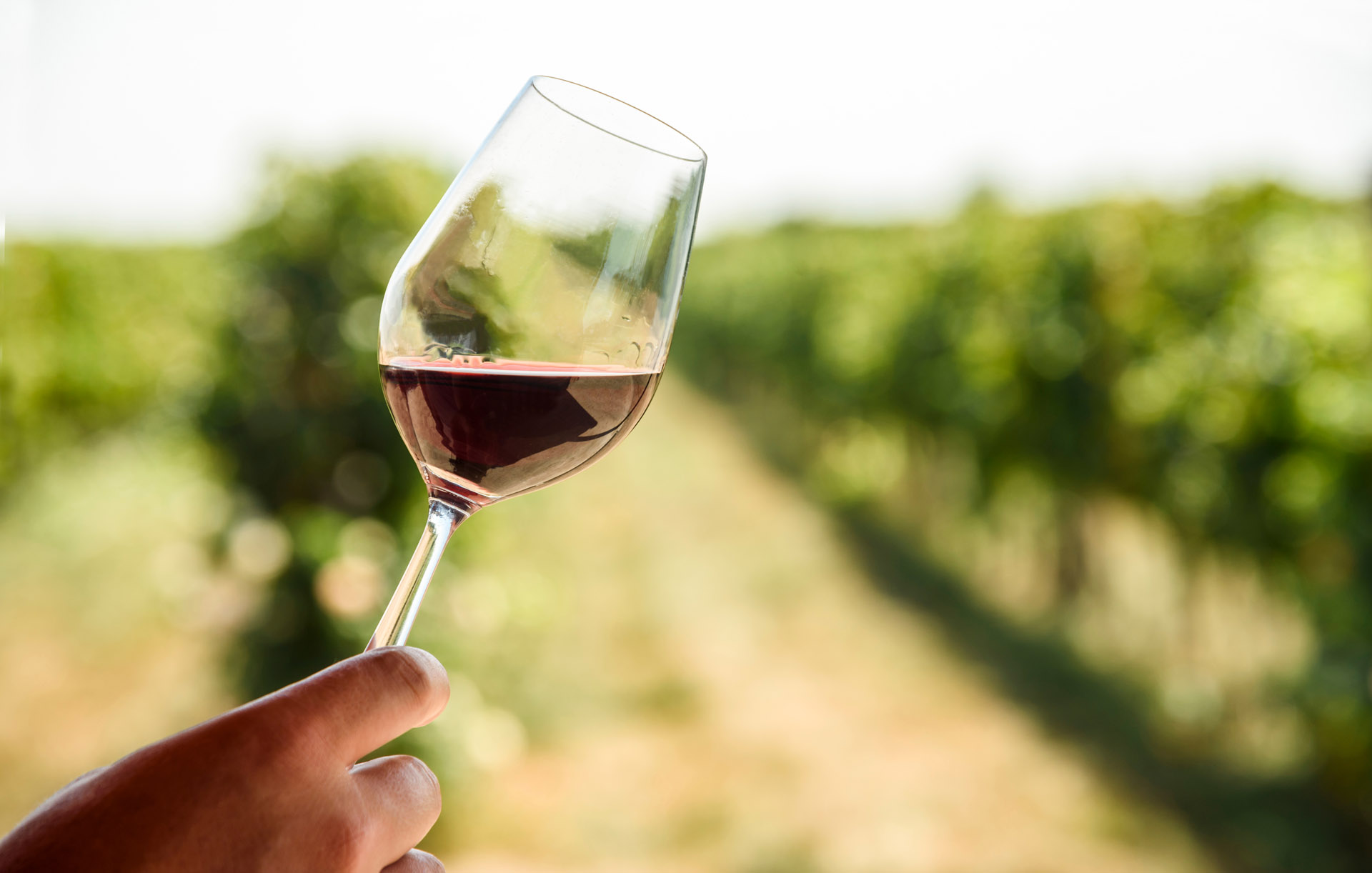 closeup of a tilted glass of red wine in a vineyard