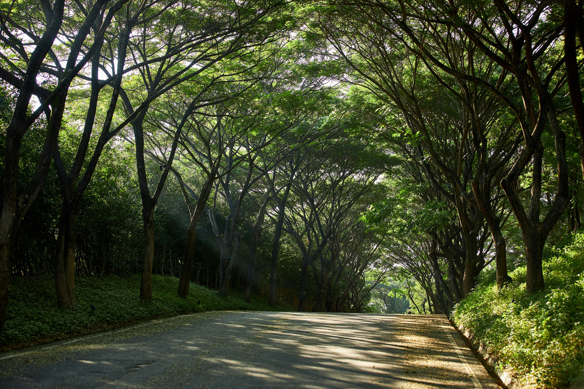 a shady tree lined road in khao yai thailand