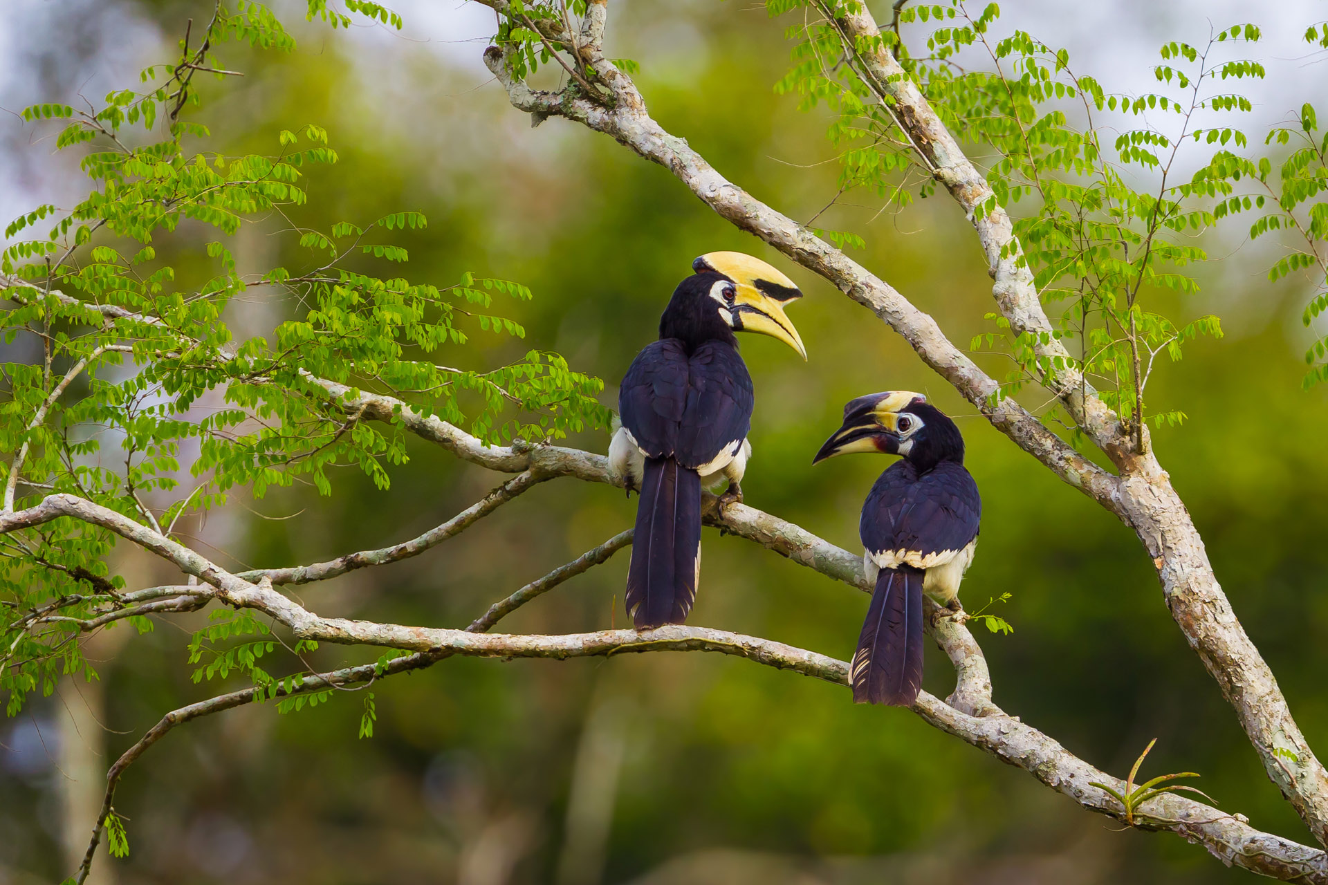 two oriental pied hornbills in a tree
