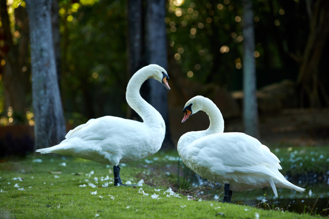 two white swans near the water