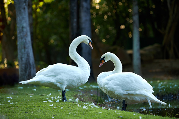 two white swans near the water