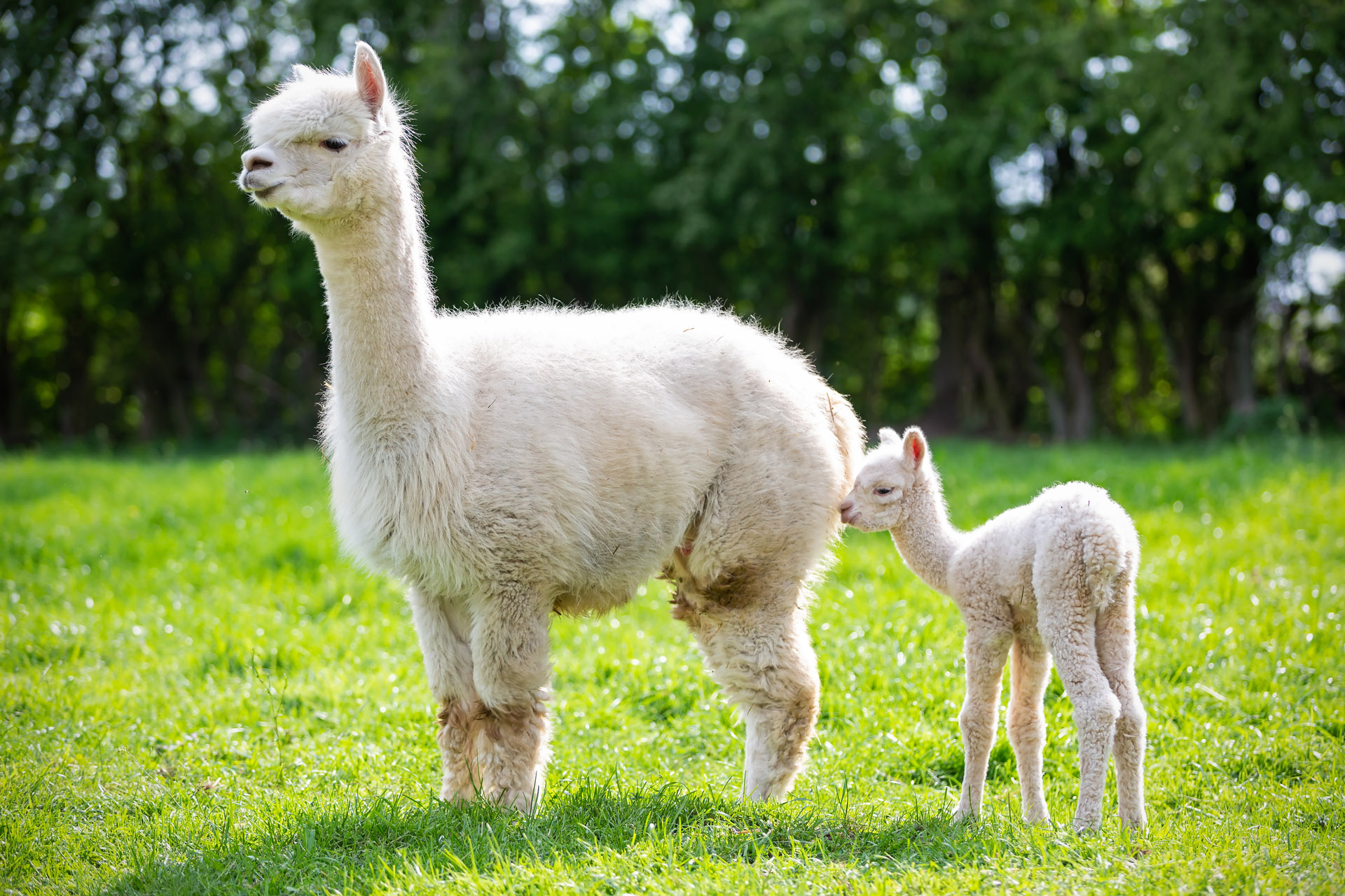 white alpaca with baby