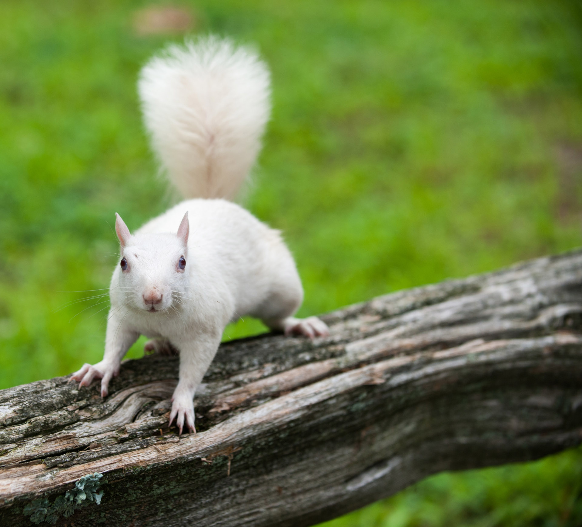 white squirrel on a wooden fence