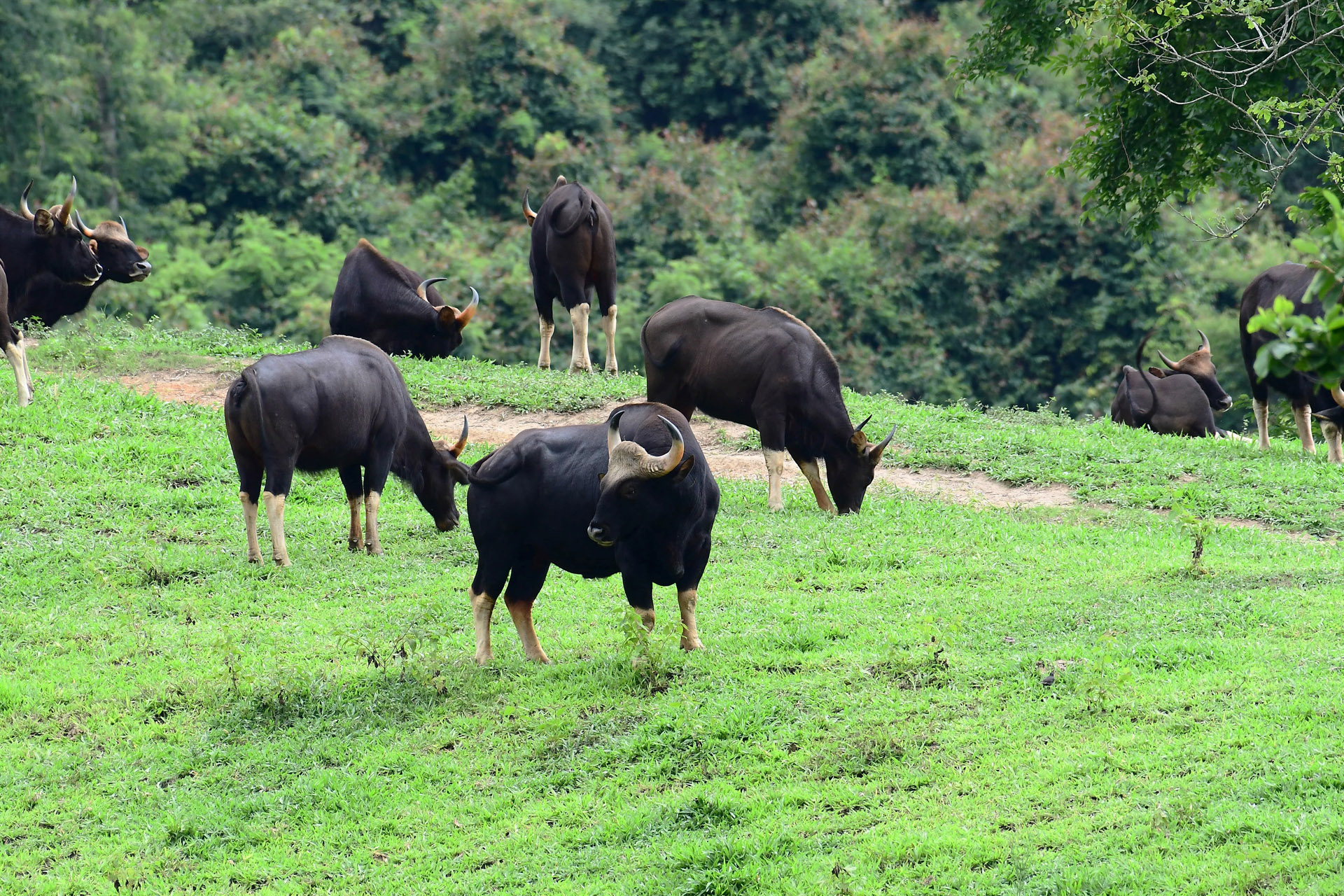 herd of wild gaur grazing in a green meadow