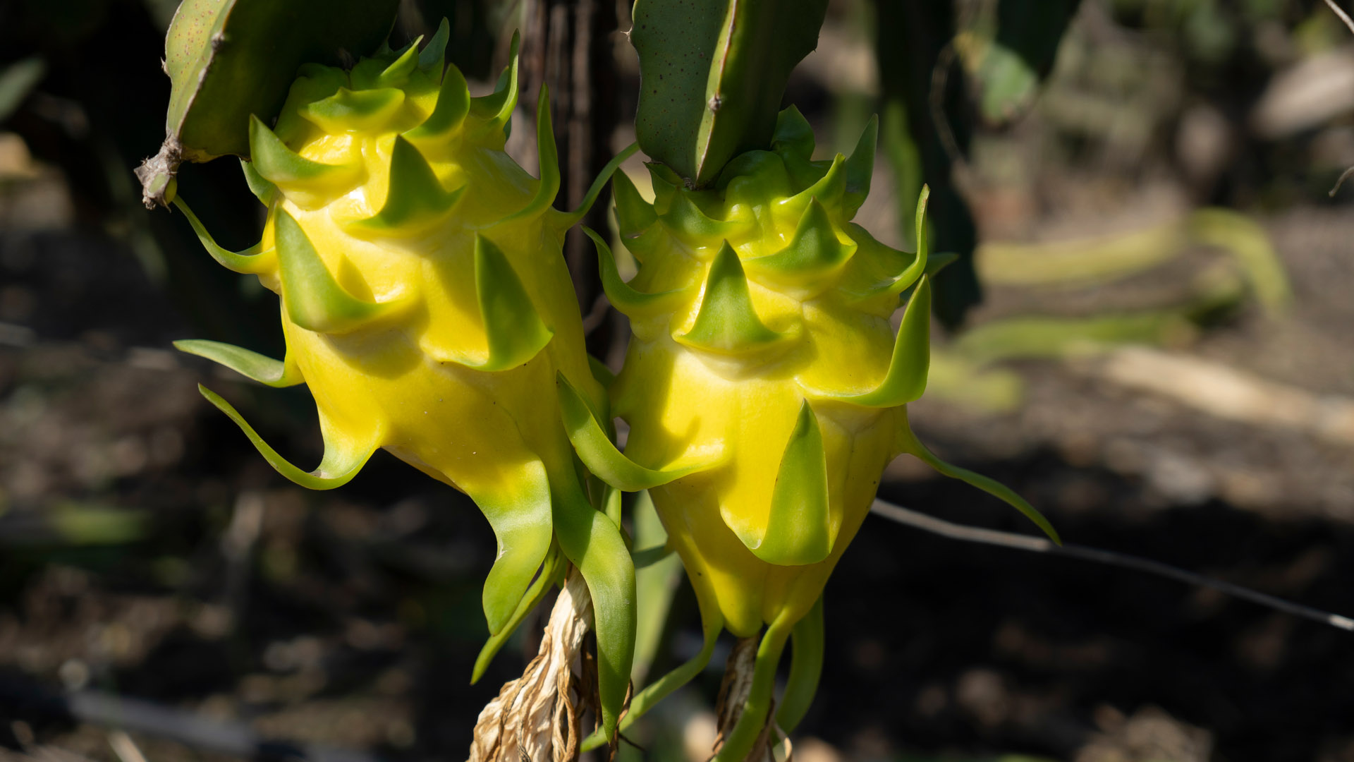 yellow dragon fruit on a branch in an orchard